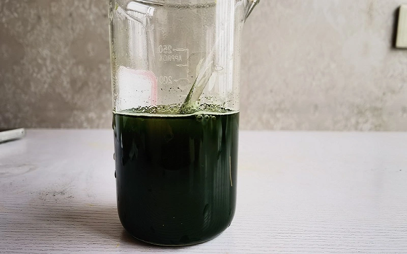 Chlorella Chlorella