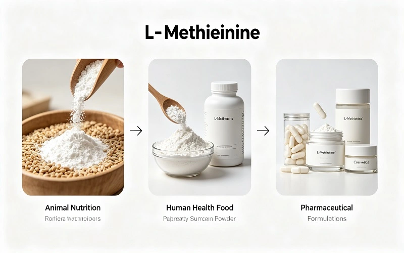 L-Methionine applications L-Methionine applications