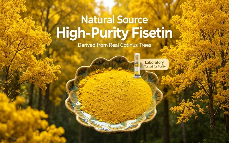 Fisetin Powder Advantages Fisetin Powder Advantages