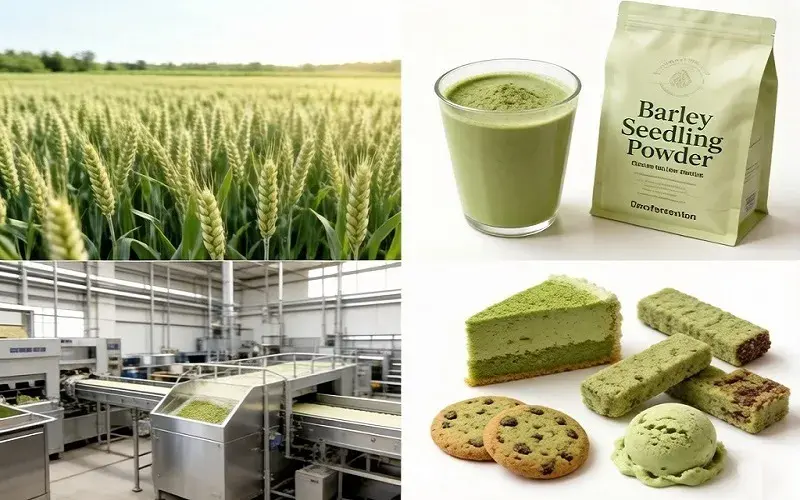 Barley Seedling Powder introduction Barley Seedling Powder introduction