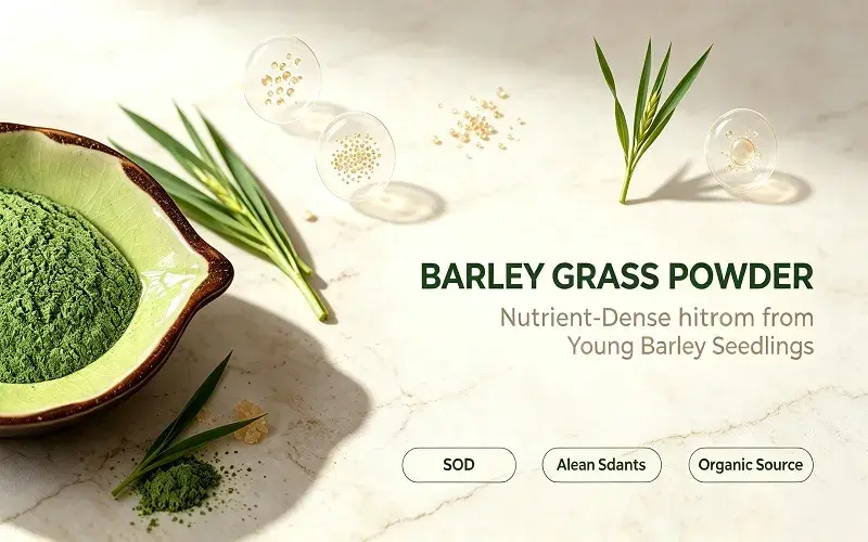 Understanding Organic Barley Seedling Powder and Its Benefits