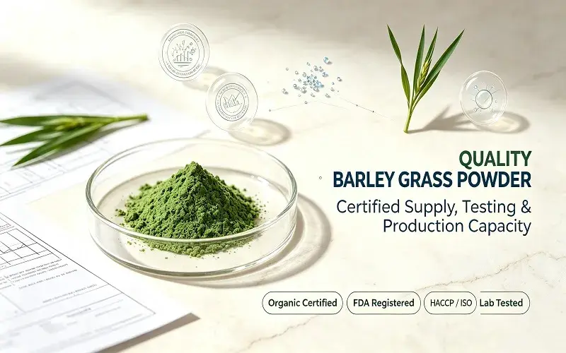 Criteria for Selecting High-Quality Organic Barley Seedling Powder Suppliers