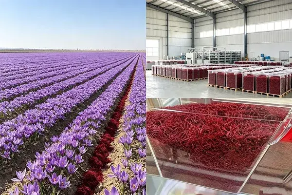 Actual footage of the saffron base and the factory sorting area Actual footage of the saffron base and the factory sorting area
